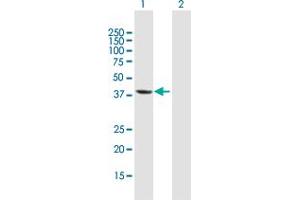 Western Blot analysis of MGC3207 expression in transfected 293T cell line by MGC3207 MaxPab polyclonal antibody. (MRI1 anticorps  (AA 1-369))