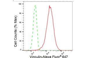 Flow cytometric analysis of Vinculin expression in HT- cells using Vinculin antibody (ABIN7800842), 1:2,000). (Recombinant Vinculin anticorps)
