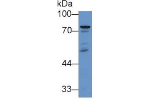 Rabbit Capture antibody from the kit in WB with Positive Control: Sample Human liver lysate. (MASP2 Kit ELISA)