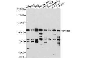 Western blot analysis of extracts of various cell lines, using UNC5B antibody (ABIN6291227) at 1:1000 dilution. (UNC5B anticorps)
