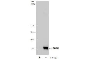 IP Image Immunoprecipitation of RecQ1 protein from HeLa whole cell extracts using 5 μg of RecQ1 antibody [N1N2], N-term, Western blot analysis was performed using RecQ1 antibody [N1N2], N-term, EasyBlot anti-Rabbit IgG  was used as a secondary reagent.