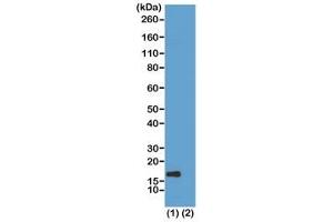 Western blot test of (1) acid extracts of HeLa cells treated with sodium butyrate and (2) recombinant histone H3.