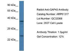 Western Blotting (WB) image for anti-Growth Associated Protein 43 (GAP43) (C-Term) antibody (ABIN786393) (GAP43 anticorps  (C-Term))