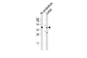 Western blot analysis of lysates from Hela, Raji, Jurkat, HT-29 cell line (from left to right), using GLUL Antibody (N-term) (ABIN390879 and ABIN2841093). (GLUL anticorps  (N-Term))