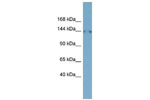 FAM135B antibody used at 1 ug/ml to detect target protein. (FAM135B anticorps  (Middle Region))