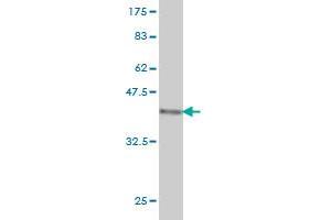 Western Blot detection against Immunogen (36.