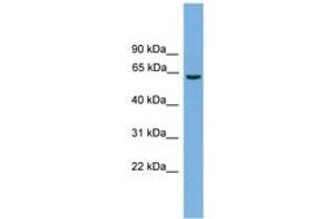 Image no. 1 for anti-Solute Carrier Organic Anion Transporter Family, Member 1A2 (SLCO1A2) (AA 451-500) antibody (ABIN6744755) (SLCO1A2 anticorps  (AA 451-500))