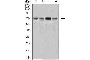Western blot analysis using SYK mouse mAb against Ramos (1), HEK293 (2), Raji (3), and A431 (4) cell lysate.