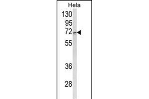 Western blot analysis of ASPSCR1 Antibody (C-term) (ABIN652768 and ABIN2842505) in Hela cell line lysates (35 μg/lane). (ASPSCR1 anticorps  (C-Term))