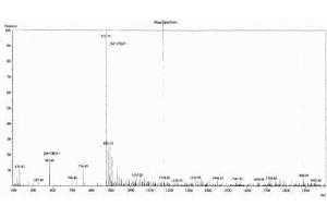 Endorphin beta (beta-EP) peptide (Ovalbumin)