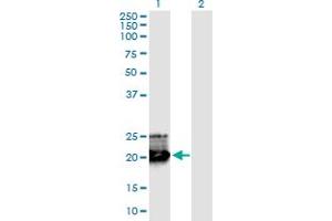 Western Blot analysis of GH1 expression in transfected 293T cell line by GH1 monoclonal antibody (M02), clone 8G6. (Growth Hormone 1 anticorps  (AA 1-217))