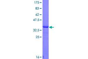Image no. 1 for Glutaminase (GLS) (AA 580-669) protein (GST tag) (ABIN1355244)