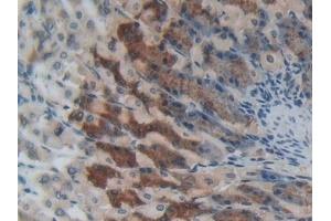 Detection of SPRY1 in Mouse Stomach Tissue using Polyclonal Antibody to Sprouty Homolog 1 (SPRY1)