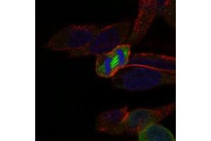 Immunofluorescence analysis of HeLa cells using PLK1 mouse mAb (green). (PLK1 anticorps  (AA 331-508))