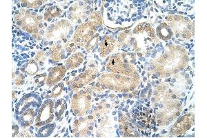 MAT1A antibody was used for immunohistochemistry at a concentration of 4-8 ug/ml to stain Epithelial cells of renal tubule (arrows) in Human Kidney. (MAT1A anticorps  (N-Term))