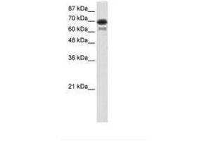 Image no. 2 for anti-Elongation Factor RNA Polymerase II (ELL) (AA 551-600) antibody (ABIN202824) (ELL anticorps  (AA 551-600))