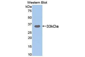 Western Blotting (WB) image for anti-Amyloid beta (A4) Precursor-Like Protein 2 (APLP2) (AA 607-852) antibody (ABIN3201815) (APLP2 anticorps  (AA 607-852))