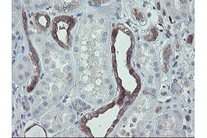 Image no. 2 for anti-TSC22 Domain Family, Member 1 (TSC22D1) antibody (ABIN1501540) (TSC22D1 anticorps)