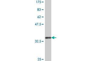 Western Blot detection against Immunogen (36.