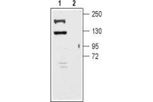 Western blot analysis of mouse brain membrane: - 1. (KCNT1 anticorps  (C-Term, Intracellular))