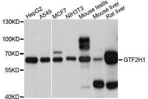Western blot analysis of extracts of various cell lines, using GTF2H1 antibody. (GTF2H1 anticorps  (AA 1-425))