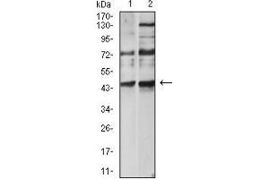 Western blot analysis using CD183 mouse mAb against Hela (1) and L-02 (2) cell lysate. (CXCR3 anticorps)