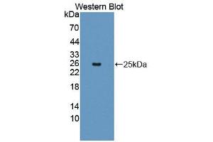 Western blot analysis of the recombinant protein. (2B4 anticorps  (AA 26-212))