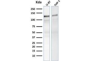 Western Blot Analysis of human U-87, THP-1 cell lysate using VCL Mouse Monoclonal Antibody (VCL/2575). (Vinculin anticorps  (AA 174-322))