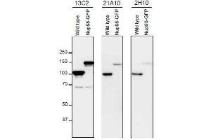 Western Blotting (WB) image for anti-Nucleoporin 98kDa (NUP98) (FGxxN Motif), (N-Term) antibody (ABIN2452065)