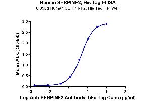 Immobilized Human SERPINF2, His Tag at 0. (alpha 2 Antiplasmin Protein (AA 28-491) (His tag))