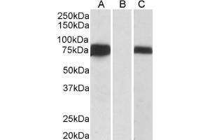 ABIN185028 (0. (FOXC1 anticorps  (C-Term))