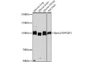 Western blot analysis of extracts of various cell lines, using Epac1/R Rabbit mAb (ABIN7269850) at 1:1000 dilution.