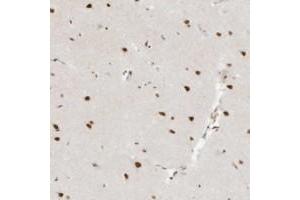 Immunohistochemical staining of human cerebral cortex with NHSL1 polyclonal antibody  shows strong nuclear positivity in neuronal cells at 1:200-1:500 dilution.