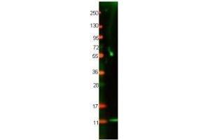 Western blot using  protein-A purified anti-Cat IL-8 antibody shows detection of recombinant Cat IL-8 at 8. (IL-8 anticorps)