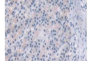 IHC-P analysis of Rat Stomach Tissue, with DAB staining. (PDE4B anticorps  (AA 500-736))