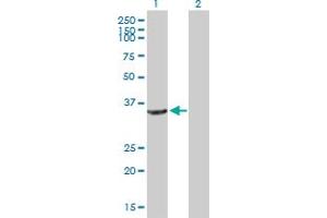 Western Blot analysis of CRYZ expression in transfected 293T cell line by CRYZ MaxPab polyclonal antibody. (CRYZ anticorps  (AA 1-329))