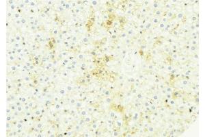 ABIN6274953 at 1/100 staining Mouse liver tissue by IHC-P. (CHST13 anticorps  (Internal Region))