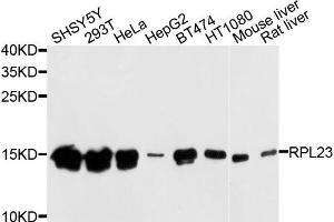 Western blot analysis of extracts of various cells, using RPL23 antibody. (RPL23 anticorps)