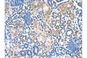 Image no. 1 for anti-Solute Carrier Family 38 Member 1 (SLC38A1) (AA 301-350) antibody (ABIN205012)