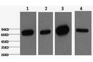 Western Blot analysis of 1) HepG2, 2) 293T, 3) Mouse brain, 4) Rat brain using Lamin B1 Monoclonal Antibody at dilution of 1:5000. (Lamin B1 anticorps)