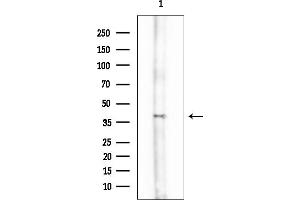 anti-RNA Binding Motif Protein 7 (RBM7) antibody
