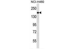 PREX1 Antibody (C-term) western blot analysis in NCI-H460 cell line lysates (35µg/lane). (PREX1 anticorps  (C-Term))