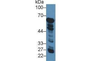 Western Blot; Sample: Human Liver lysate; Primary Ab: 3µg/ml Rabbit Anti-Human GDH Antibody Second Ab: 0. (GLUD1 anticorps  (AA 334-556))