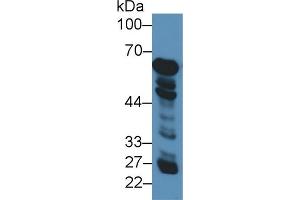 Western Blot; Sample: Human Liver lysate; Primary Ab: 3µg/ml Rabbit Anti-Human GDH Antibody Second Ab: 0.