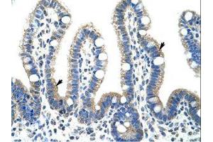 Image no. 1 for anti-Fibrillarin (FBL) (AA 61-110) antibody (ABIN307418) (Fibrillarin anticorps  (AA 61-110))
