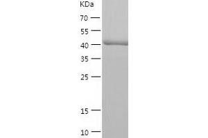 Western Blotting (WB) image for Ras-Related GTP Binding C (RRAGC) (AA 1-399) protein (His-IF2DI Tag) (ABIN7124792)