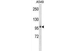 Western Blotting (WB) image for anti-Pleckstrin Homology Domain Containing, Family G (With RhoGef Domain) Member 5 (PLEKHG5) antibody (ABIN2999344) (PLEKHG5 anticorps)