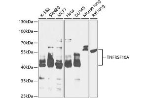 Western blot analysis of extracts of various cell lines, using TNFRSF10A antibody (ABIN6127583, ABIN6149301, ABIN6149303 and ABIN6216204) at 1:1000 dilution. (TNFRSF10A anticorps  (AA 269-468))