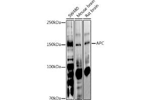 Western blot analysis of extracts of various cell lines, using APC antibody (ABIN1678689, ABIN1678690, ABIN5664154 and ABIN6219837) at 1:1000 dilution.
