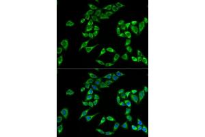 Immunofluorescence analysis of HeLa cells using PHLDA2 antibody (ABIN5973675). (PHLDA2 anticorps)